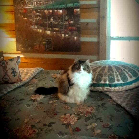 Meet your Posher, Holly - Picture 2 of 3